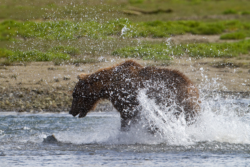 Grizzly Bear Chasing Salmon